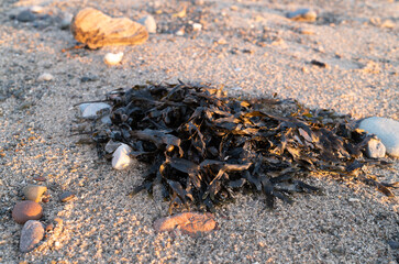 Close-up of seaweed and rocks on a sandy beach at sunset, highlighting coastal beauty and textures.