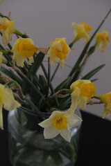 Obraz premium yellow daffodils in a vase