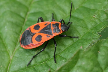 Closeup on a European red sap sucking firebug, Pyrrhocoris apterus, on a green leaf