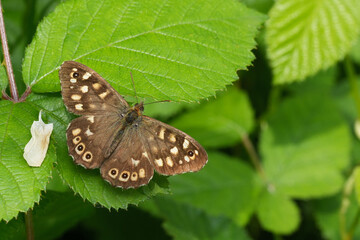 Closeup on the European brown speckled wood butterfly, Pararge aegeria with spread wings