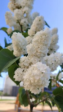 Common lilac flowering in the garden in springtime. Bush of white lilac, swaying in the wind. Sunny spring weather, a green lilac bush against a blue sky background. Vertical video