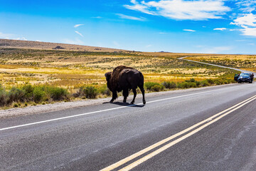 Huge wild bison crosses the road