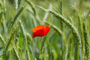 red poppy in a field