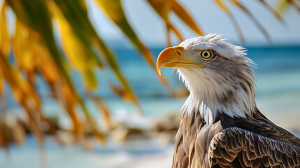 Closeup American bald eagle animal portrait on ocean or sea beach, palm trees and water background, copy space. Caribbean island travel, tropical exotic holiday vacation paradise nature