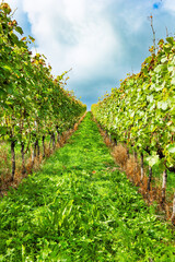 Fototapeta premium The magnificent green world