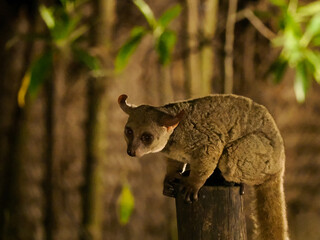  Zanzibar bushbaby, Matundu dwarf galago, Udzungwa bushbaby, or Zanzibar galago Paragalago zanzibaricus is a primate of the family Galagidae.