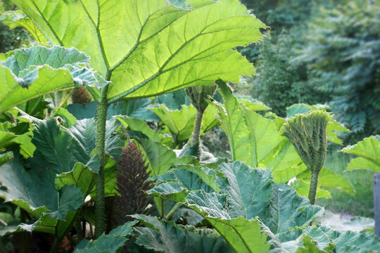 Mammutblatt - Gunnera manicata - Giant Rhubarb