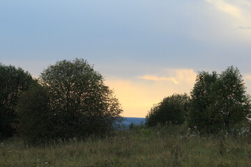evening sunset in the summer forest