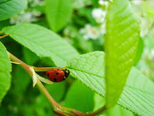 the ladybug on a green leaf, at the spring