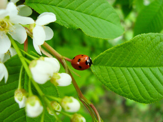 the ladybug on a green leaf, at the spring