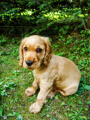 Puppy, dog, cocker spaniel in the meadow.