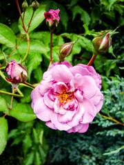 beautiful botanical shot of pink rose flower, natural wallpaper