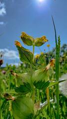 beautiful flowers in the field, Rhinanthus minor, yellow rattle