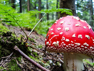 Red mushroom, toadstool with white dots growing in the forest, amanita muscaria,