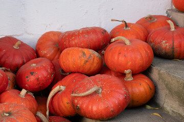 A group of freshly picked pumpkins rests against a white wall, their vivid orange color speckled with soil. The scene captures the essence of harvest time and the beauty of seasonal produce. Freshly