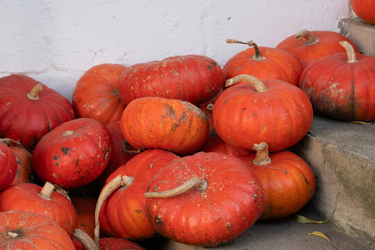 A group of freshly picked pumpkins rests against a white wall, their vivid orange color speckled with soil. The scene captures the essence of harvest time and the beauty of seasonal produce. Freshly