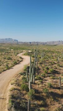 Vertical Drone Footage Over Saguaro Cactus and Dirt Road In Arizona