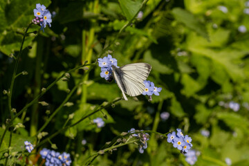 Green Veined White butterfly feeding on a flower