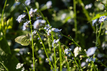 Green Veined White Butterfly on a flower