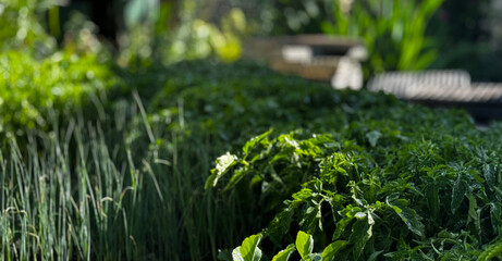 Flower seedling sprouts in black plastic pots. Gardening concept.
