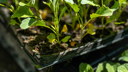 Flower seedling sprouts in black plastic pots. Gardening concept.
