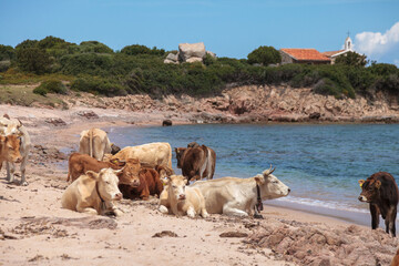 herd of cows grazing by the sea Sardinia