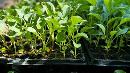 Flower seedling sprouts in black plastic pots. Gardening concept.