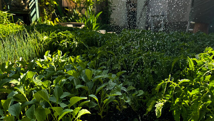 Flower seedling sprouts in black plastic pots. Gardening concept.