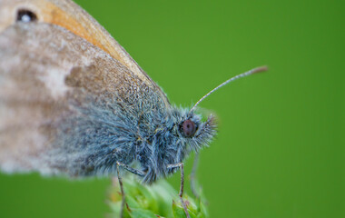 The meadow jay (Maniola jurtina) is a butterfly from the jay subfamily, Nymphalidae family