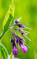 Comfrey (Symphytum officinale) is a medicinal plant from the borage family. Popularly, this plant...