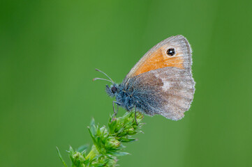The meadow jay (Maniola jurtina) is a butterfly from the jay subfamily, Nymphalidae family