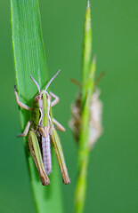 The green grasshopper (Tettigonia viridissima) is a common species of grasshopper. It mostly inhabits trees and shrubs. Like most grasshoppers (superfamily Tettigonioidea), they feed mainly on prey
