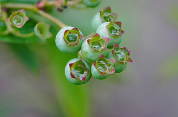 Cranberry (Vaccinium corymbosum), also known as Canadian blueberry, is a plant from the heather family. It comes from North America and has been domesticated and cultivated in Europe.