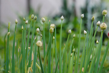Obraz premium Winter onion, also known as scallion (Allium fistulosum) is a bulbous vegetable from the amaryllis family. It is popularly sometimes called a mowing