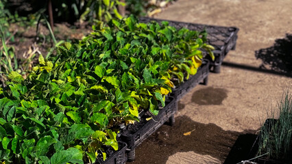 Young seedling of the plant grows out of the dirt. Agrigultural concept