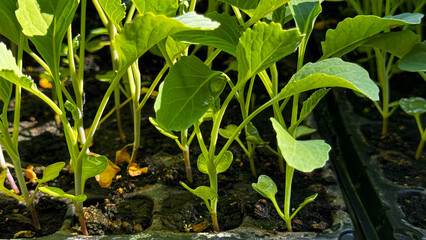 Young seedling of the plant grows out of the dirt. Agrigultural concept