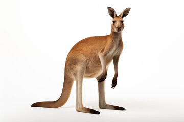 Fototapeta premium Kangaroo over isolated white background. Animal