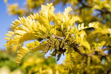 Branch of Honey locust Sunburst tree in the family Fabaceae. Bright young twig of Gleditsia triacanthos with yellow leaves and buds in the spring. Seasonal wallpaper for design. Thorny honeylocust