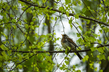 bird on a branch