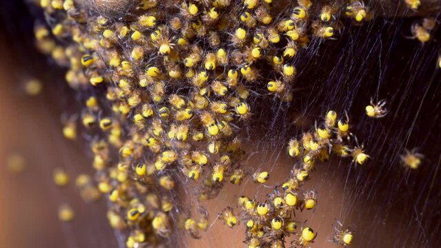 Closeup of a nest of hundreds Araneus diadematus spiderlings known as common garden spider or cross orbweaver crawling around