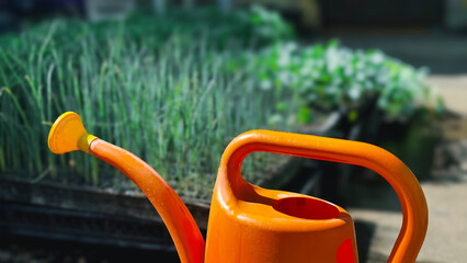 Young Seedlings and orange Watering Can watering seedlings in the ground. The concept of agriculture