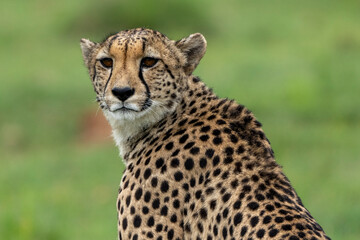 Cheetah at Pilanesberg National Park, South Africa