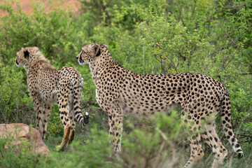 Cheetah at Pilanesberg National Park, South Africa