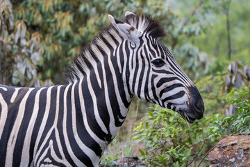 Portrait of a zebra at Pilanesberg National Park, South Africa