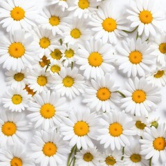 Chamomile flowers collection on white. Set of colorful Chamomile or Daisy flowers background, top view. Floral pattern.