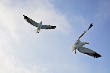 zwei Möwen tanzen in der Luft