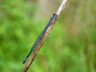 Damselfly on leaf