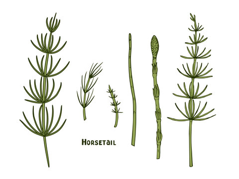 Horsetail, forest and medicinal herbs, handmade ink. Image of the medicinal herb Equisetum arvense. Set of vector botanical illustrations of the horsetail plant in color for medicine in outline