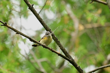 A cute little female American Redstart Warbler bird sits perched in a tree gathering bark from a dried branch to build a nest