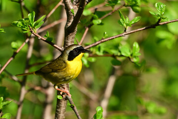 Cute male Common Yellowthroat warble bird with his distinctive dark black face mask markings
